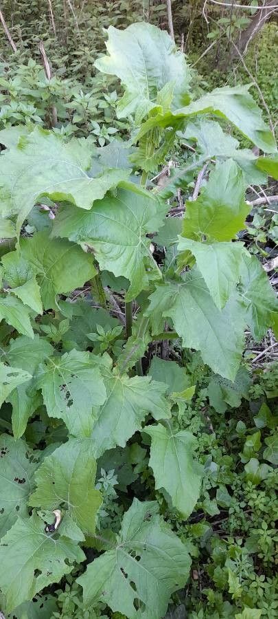 Smallanthus connatus habit
