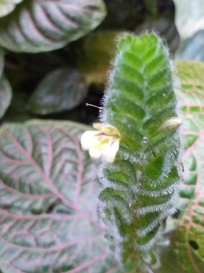 Fittonia gigantea flower