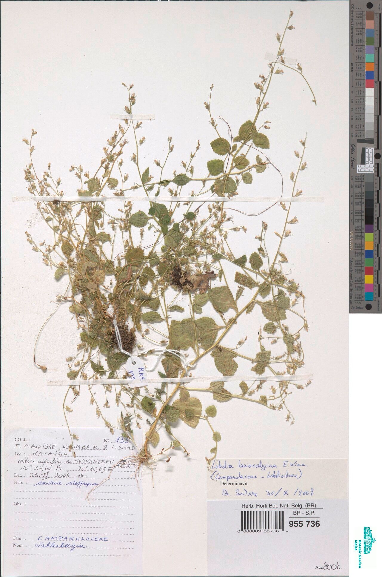 Lobelia lasiocalycina — houseplant care guide