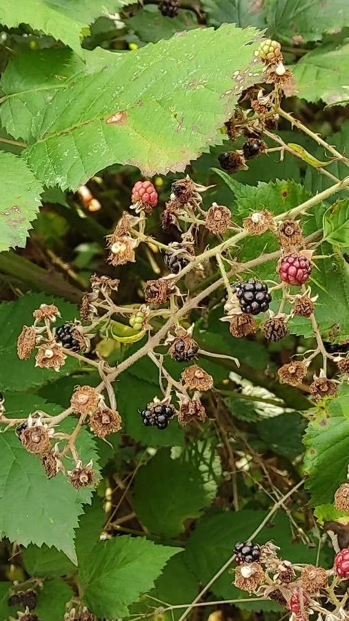 Rubus pyramidalis fruit
