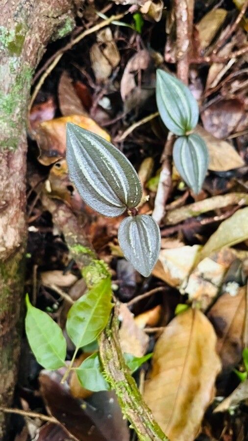 Psilochilus macrophyllus — houseplant care guide