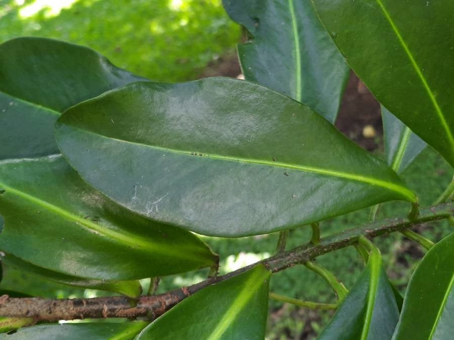 Ardisia compressa — search result for 'Ardisia'