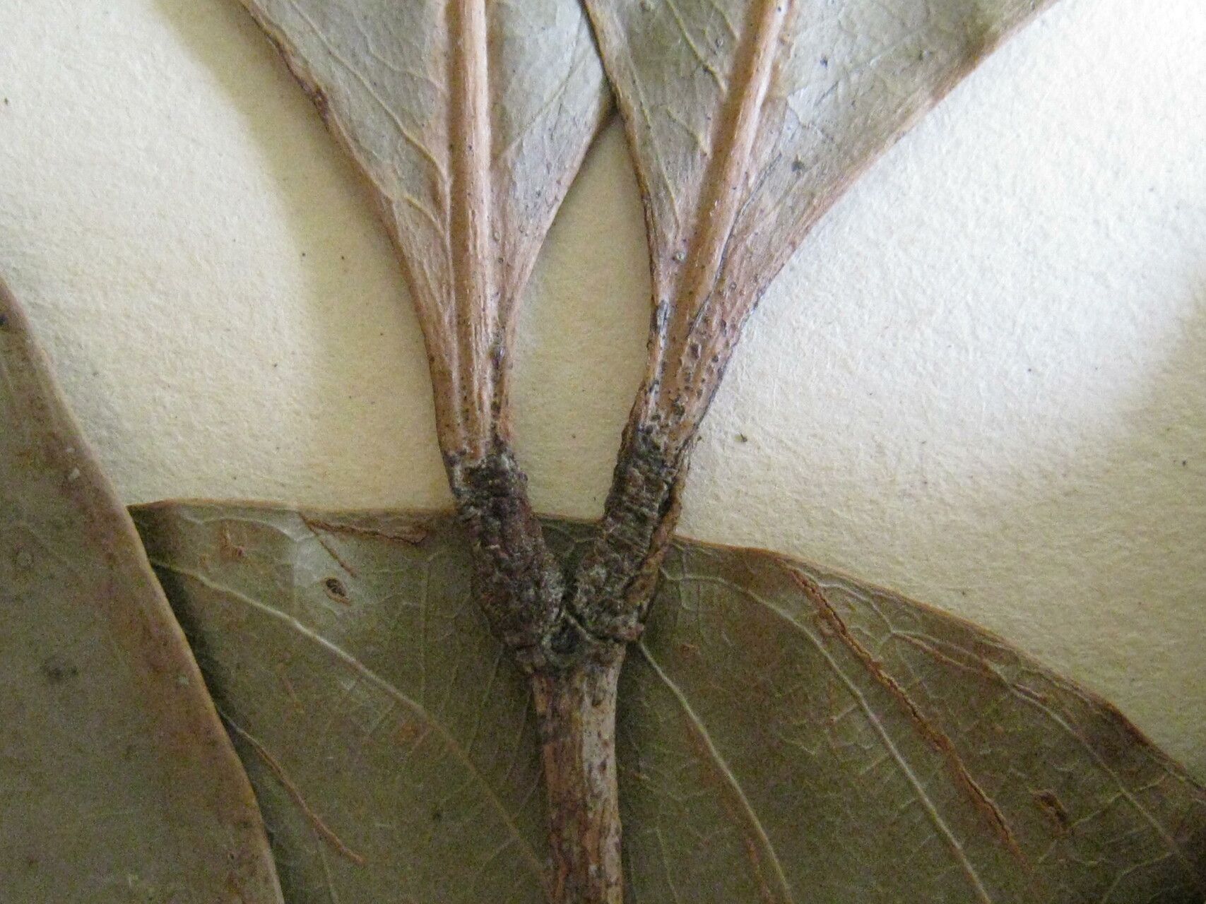 Inga flagelliformis — houseplant care guide