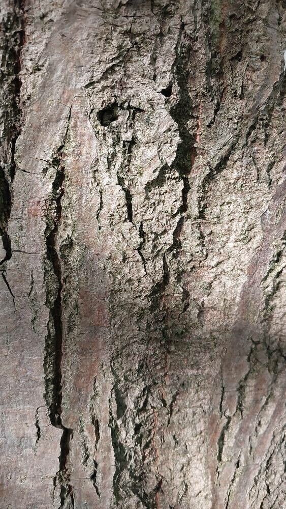 Tilia mandshurica bark