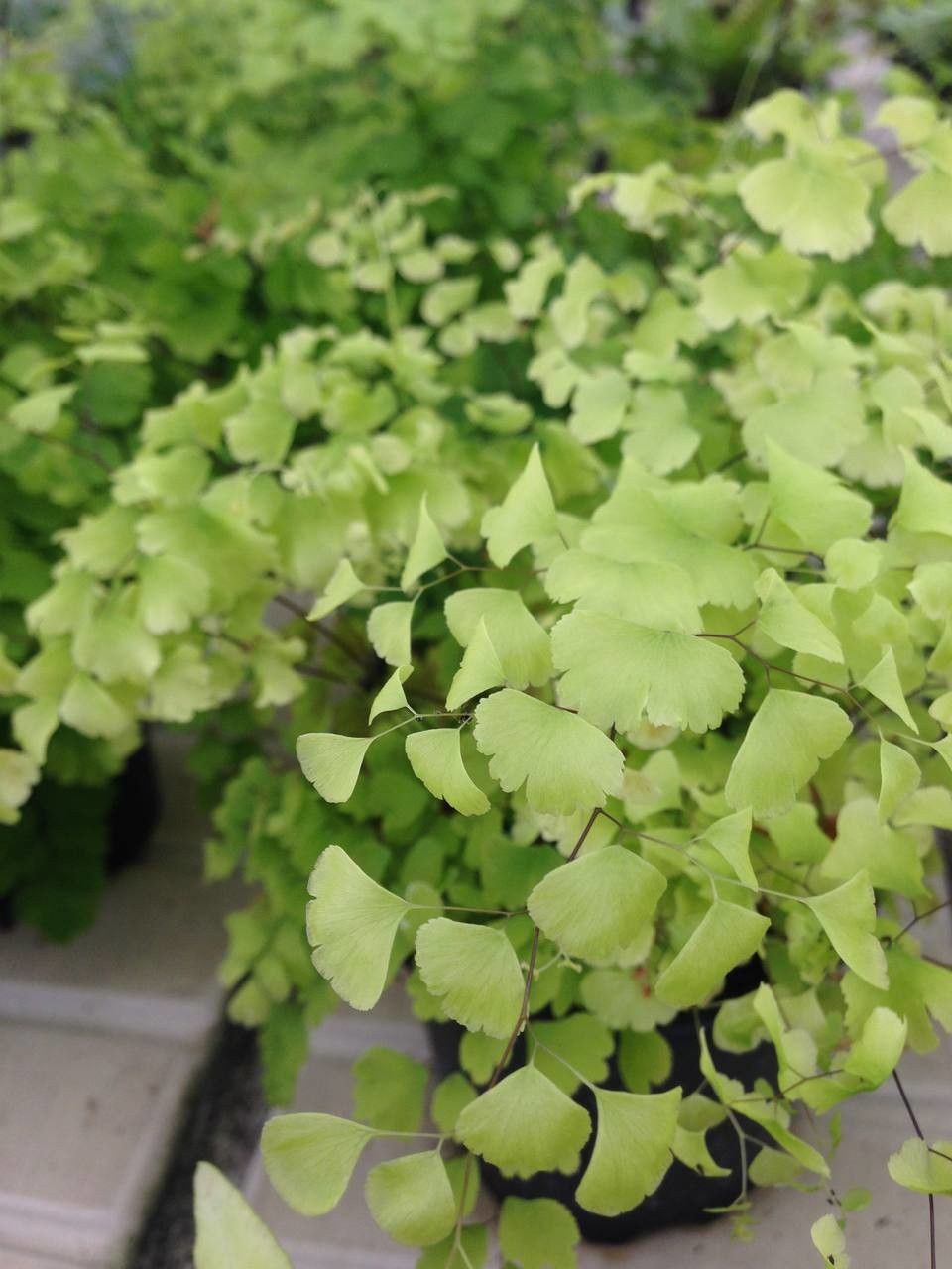 Cheilanthes pteridioides habit