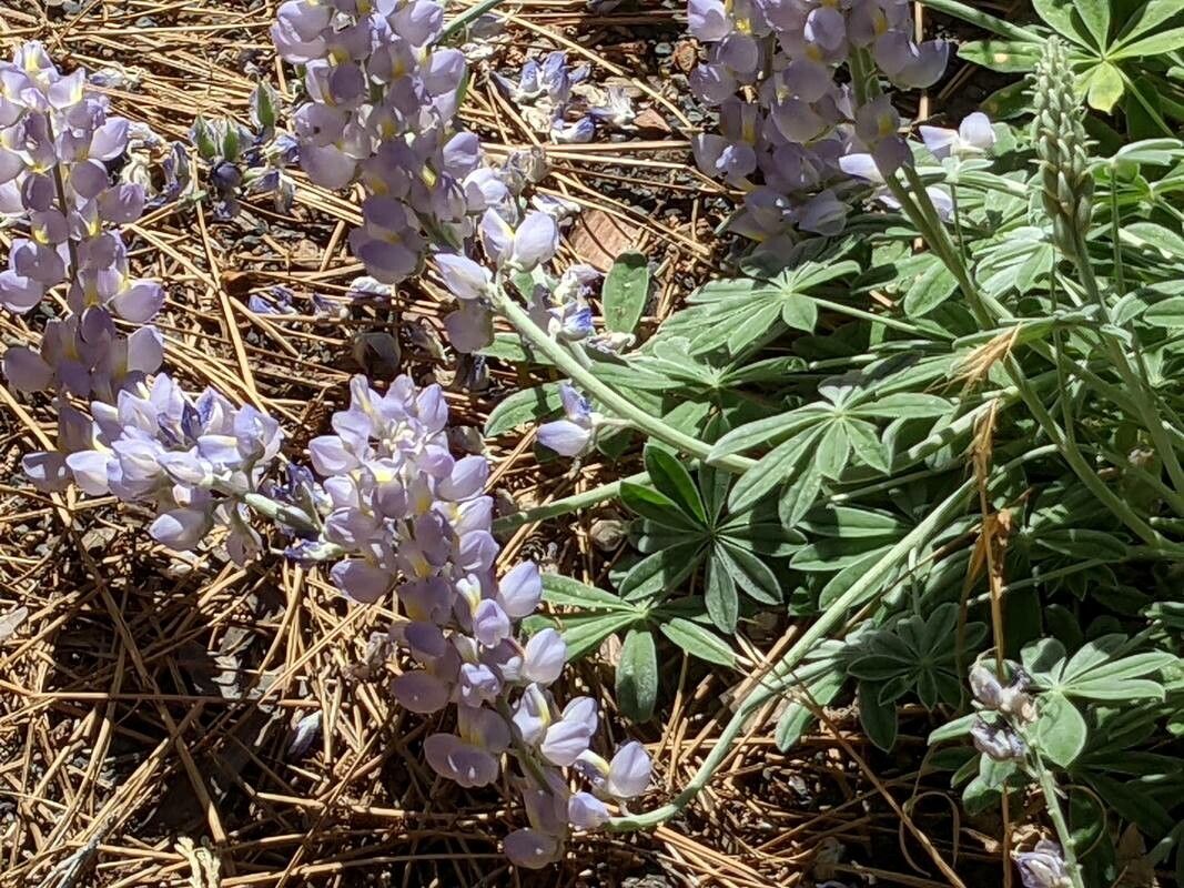 Lupinus formosus flower