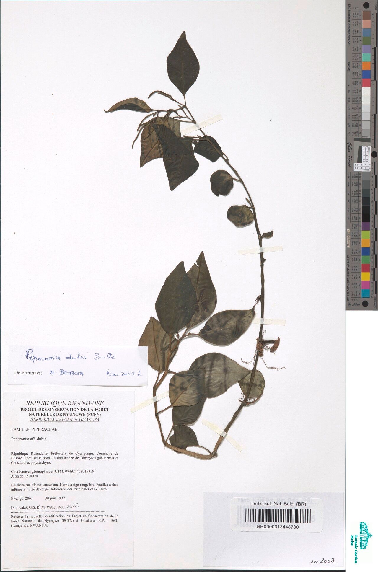 Peperomia dubia — houseplant care guide