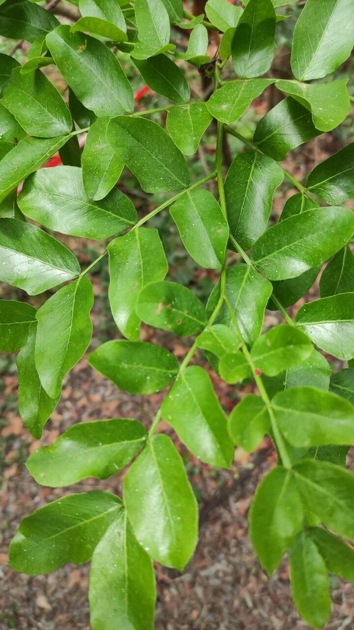 Schotia brachypetala — search result for 'Fuchsia'