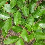 Schotia brachypetala