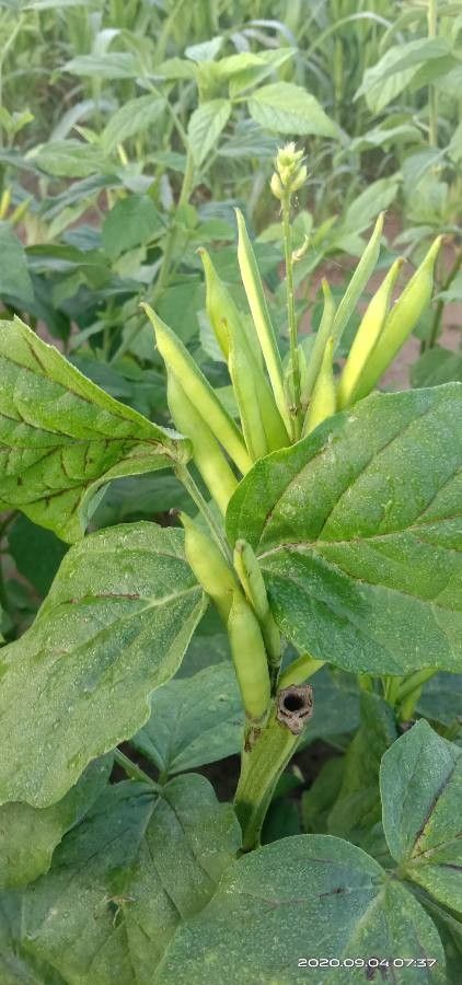 Cyamopsis tetragonoloba fruit