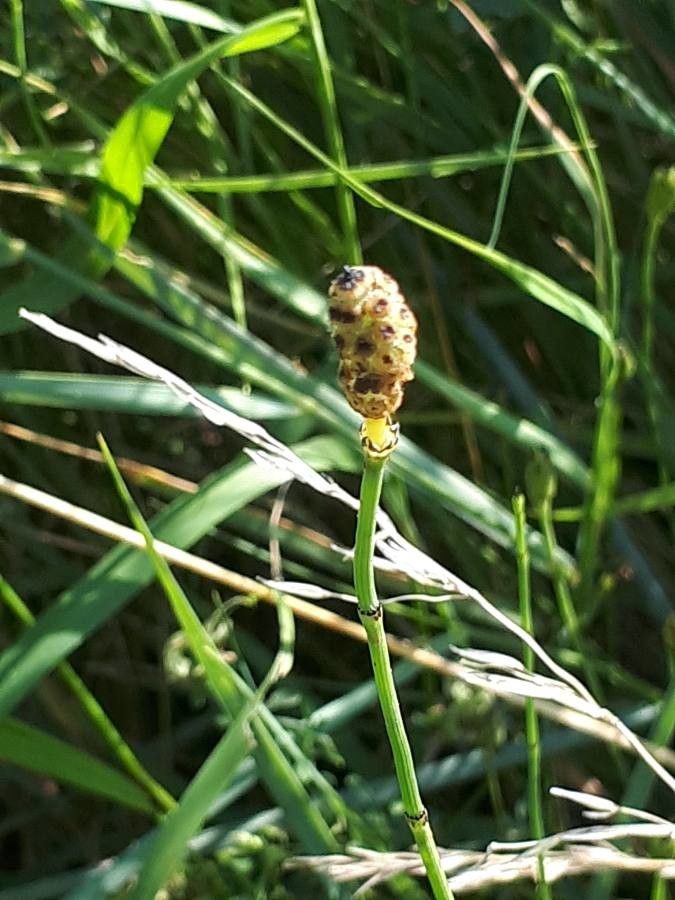 Equisetum ramosissimum fruit