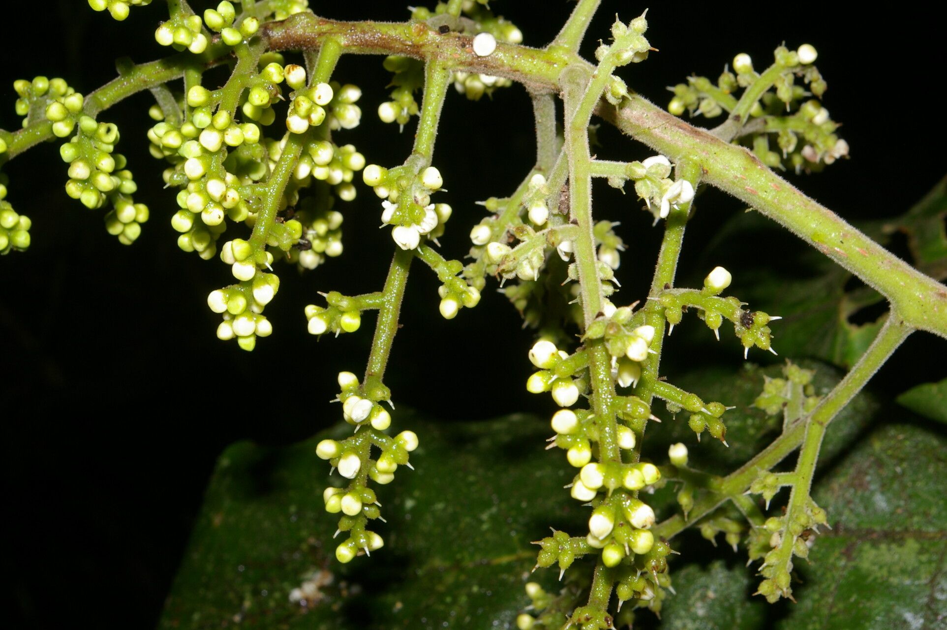 Meliosma cresstolina flower