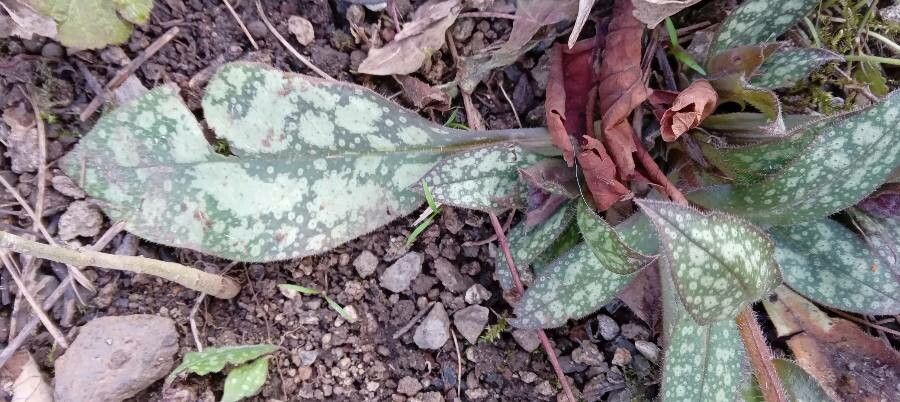 Pulmonaria officinalis