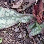 Pulmonaria officinalis