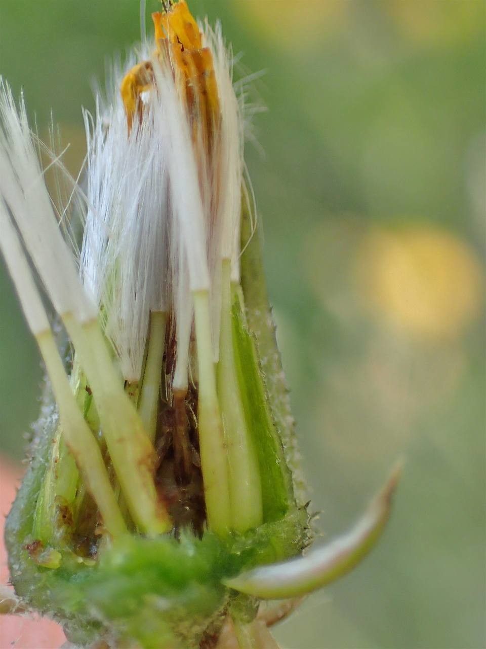 Crepis vesicaria fruit