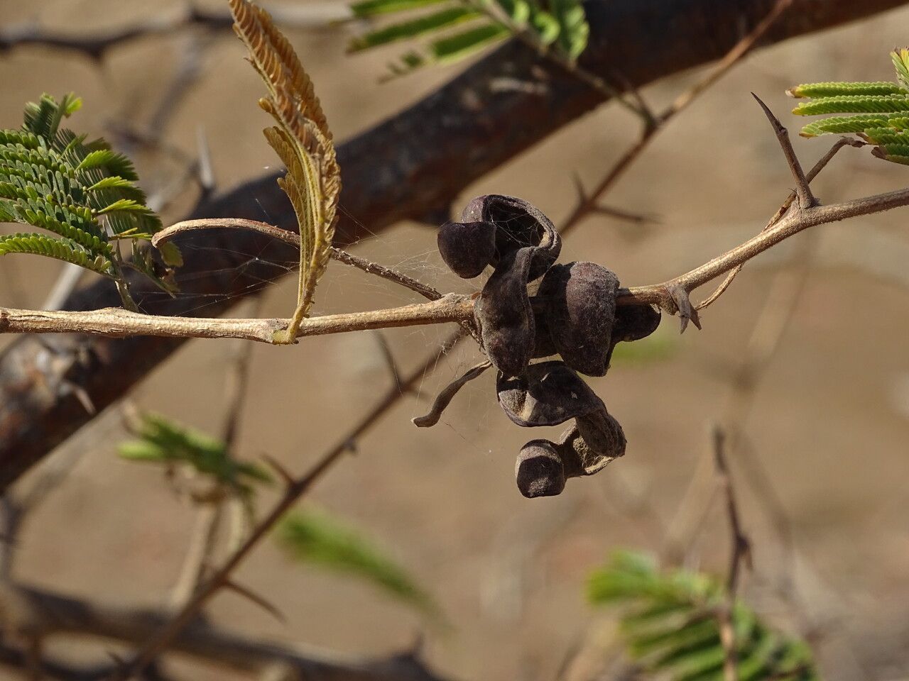 Dichrostachys cinerea fruit