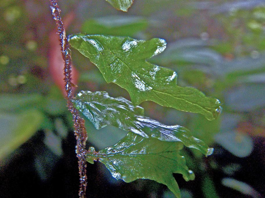 Trichomanes ekmanii other