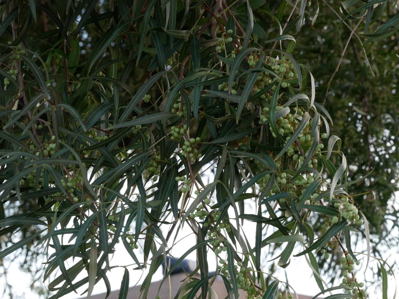 Searsia lancea fruit