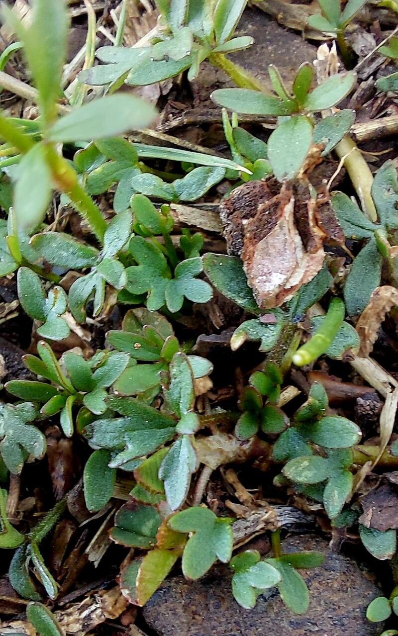 Ranunculus pygmaeus — search result for 'Norway'