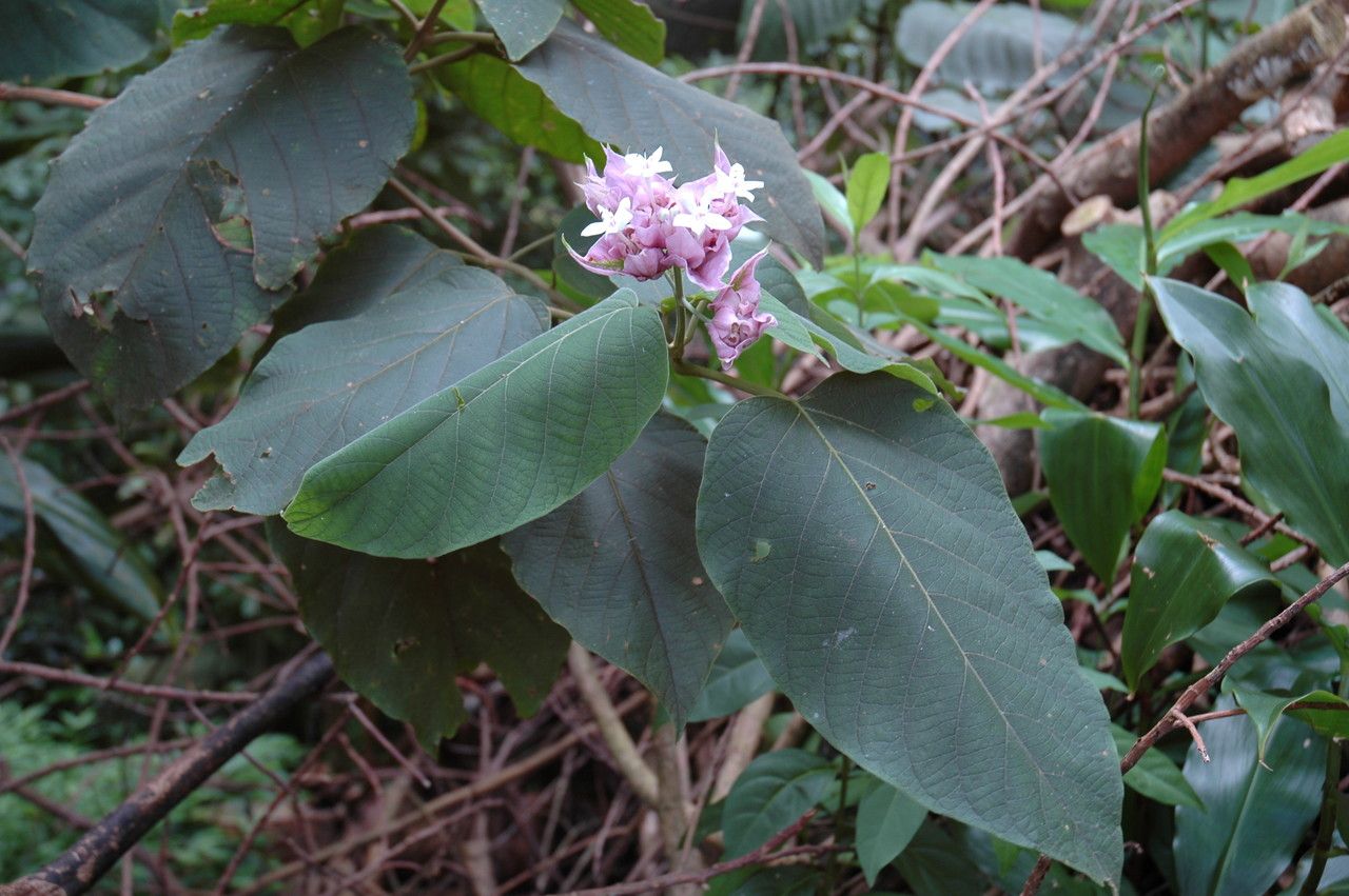 Clerodendrum macrostegium flower