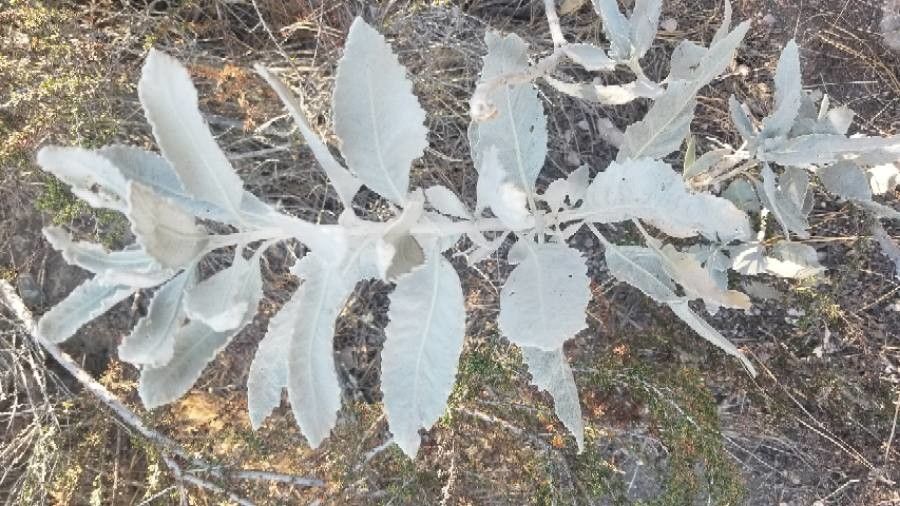 Eriodictyon tomentosum — search result for 'Boraginaceae'