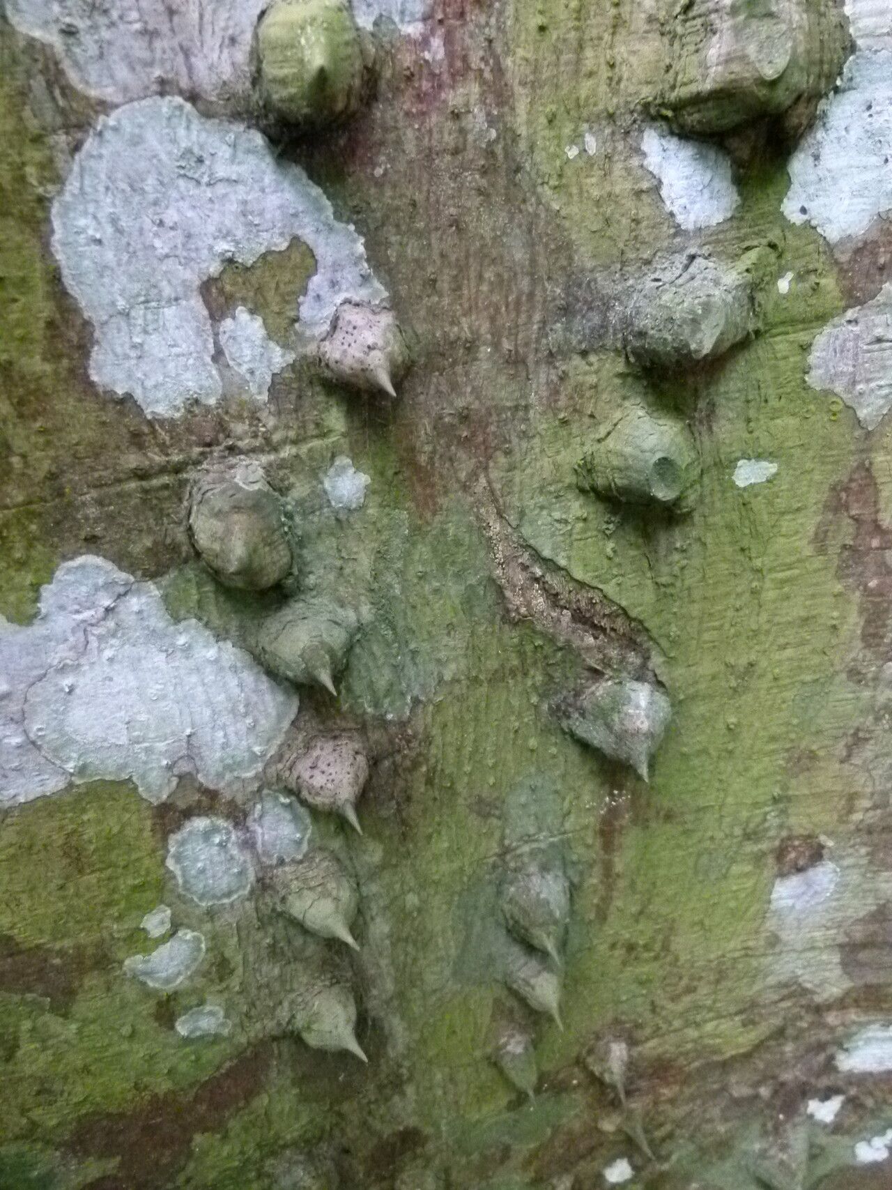 Erythrina wieringae bark