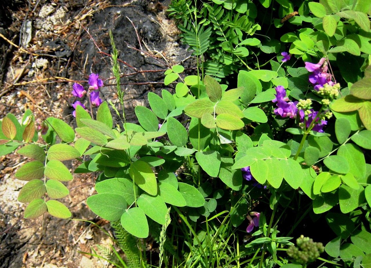 Lathyrus humilis — search result for 'Lathyrus'