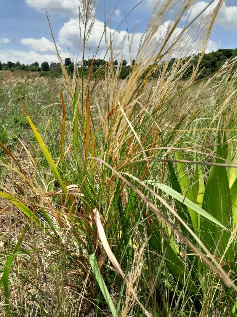 Loudetia simplex habit
