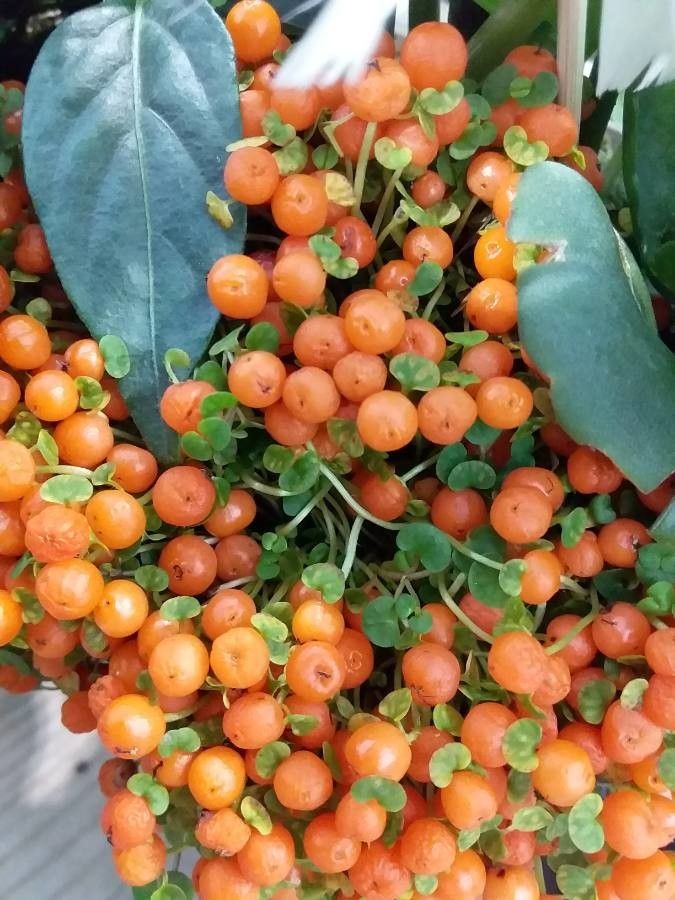 Nertera granadensis fruit