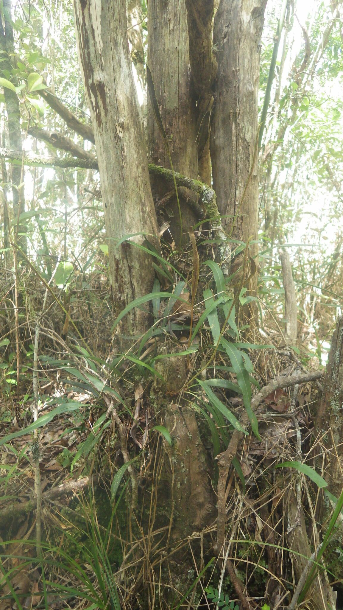 Elaphoglossum conforme habit
