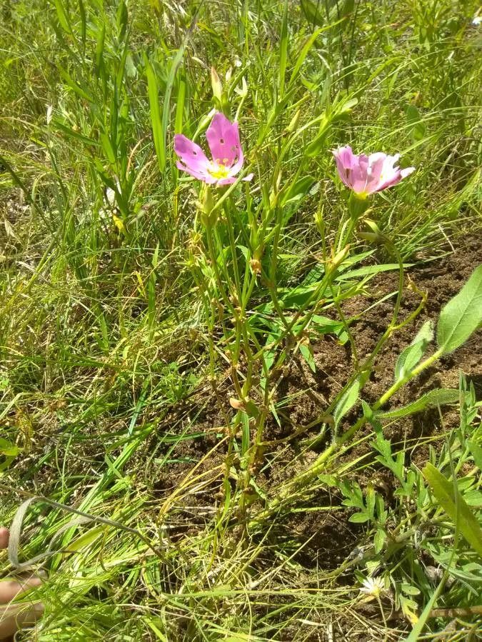 Sabatia campestris habit