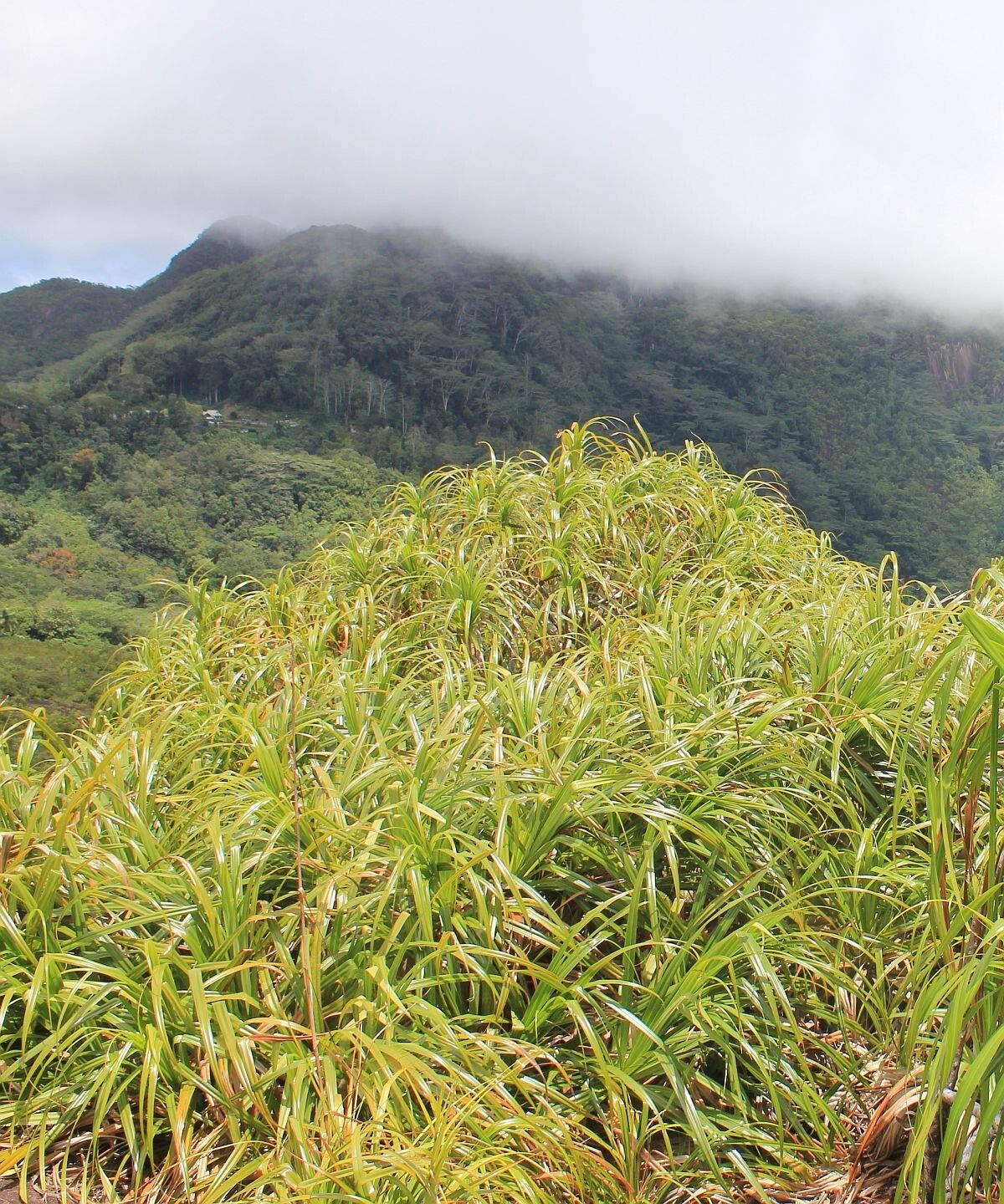 Pandanus multispicatus — houseplant care guide