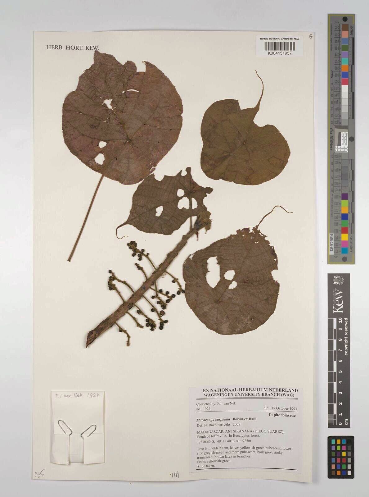 Macaranga cupularis — houseplant care guide