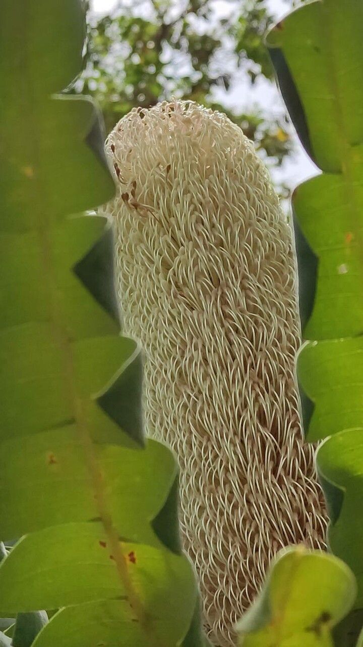 Banksia grandis flower