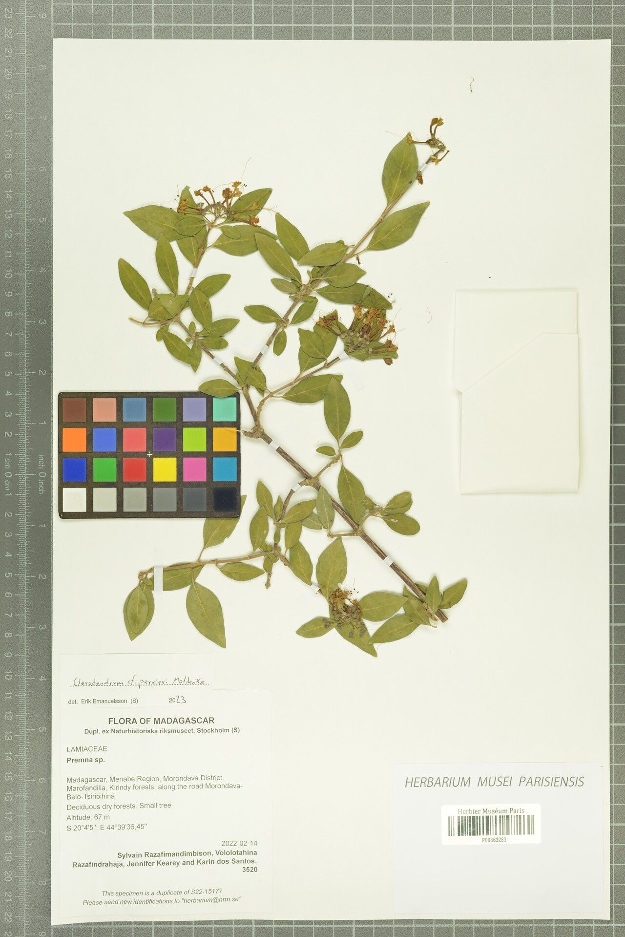 Clerodendrum perrieri — houseplant care guide