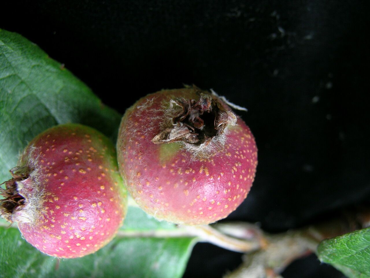 Sorbus vestita fruit