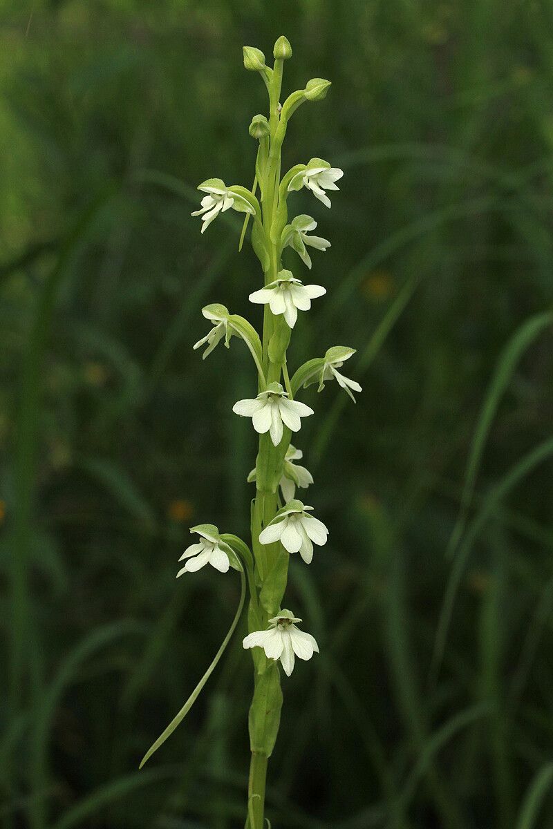 Habenaria galactantha — houseplant care guide