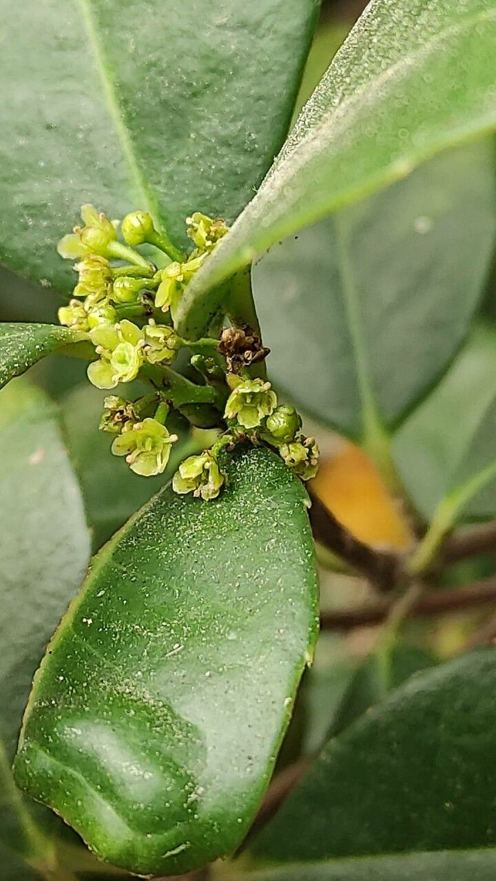 Cassine crocea flower