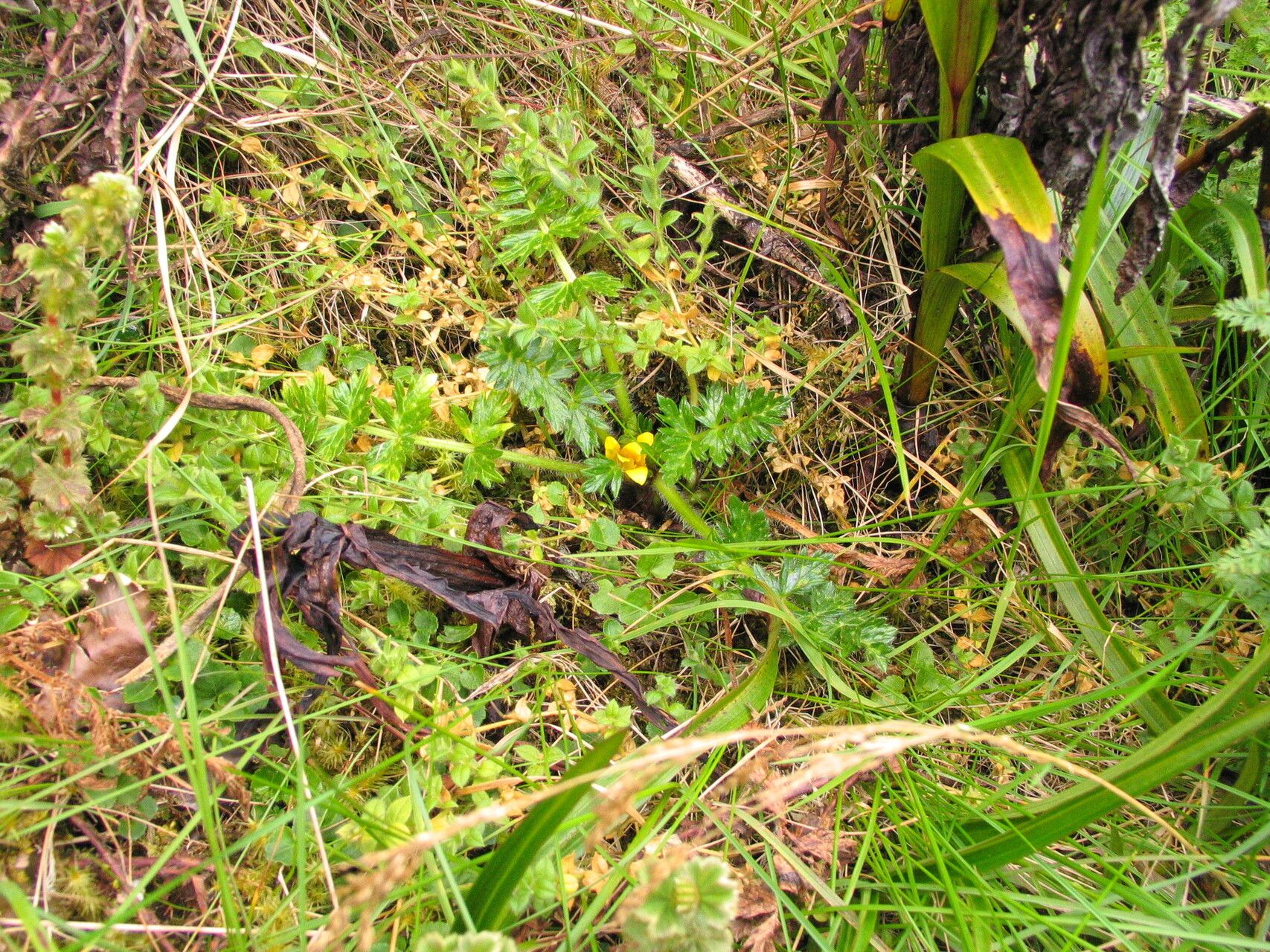 Ranunculus oreophytus — houseplant care guide
