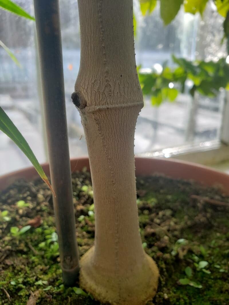 Suessenguthia multisetosa bark