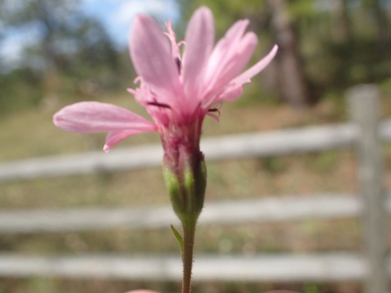 Palafoxia reverchonii flower