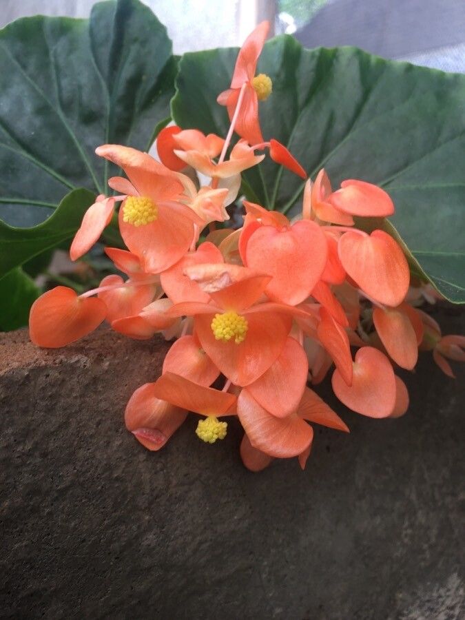 Begonia lunaris flower