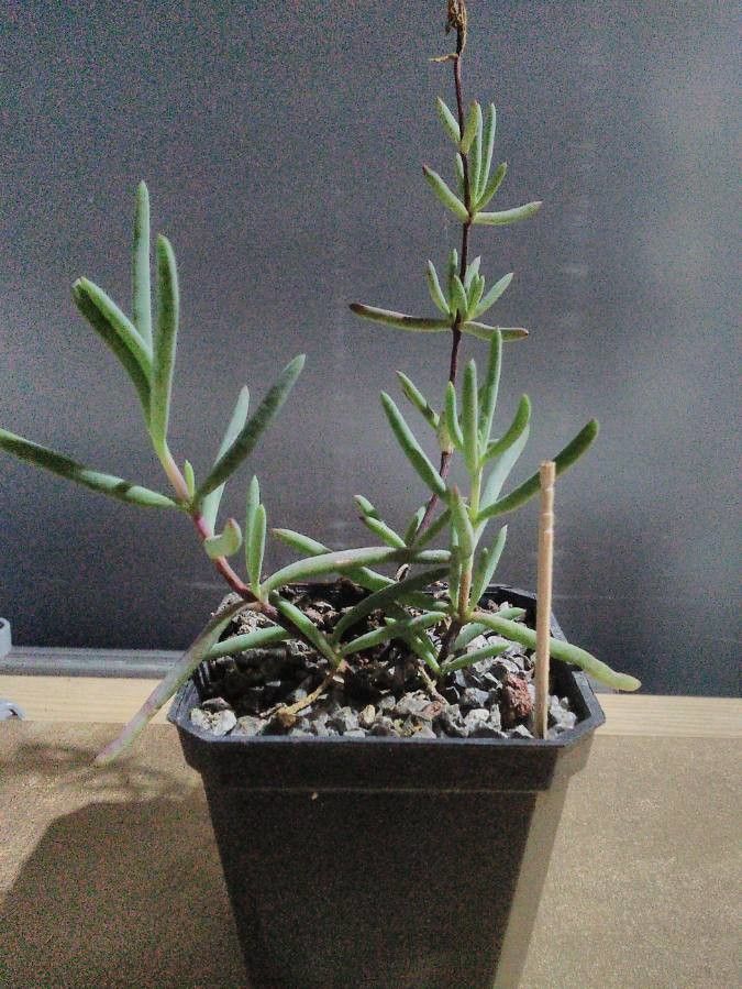 Lampranthus aurantiacus leaf