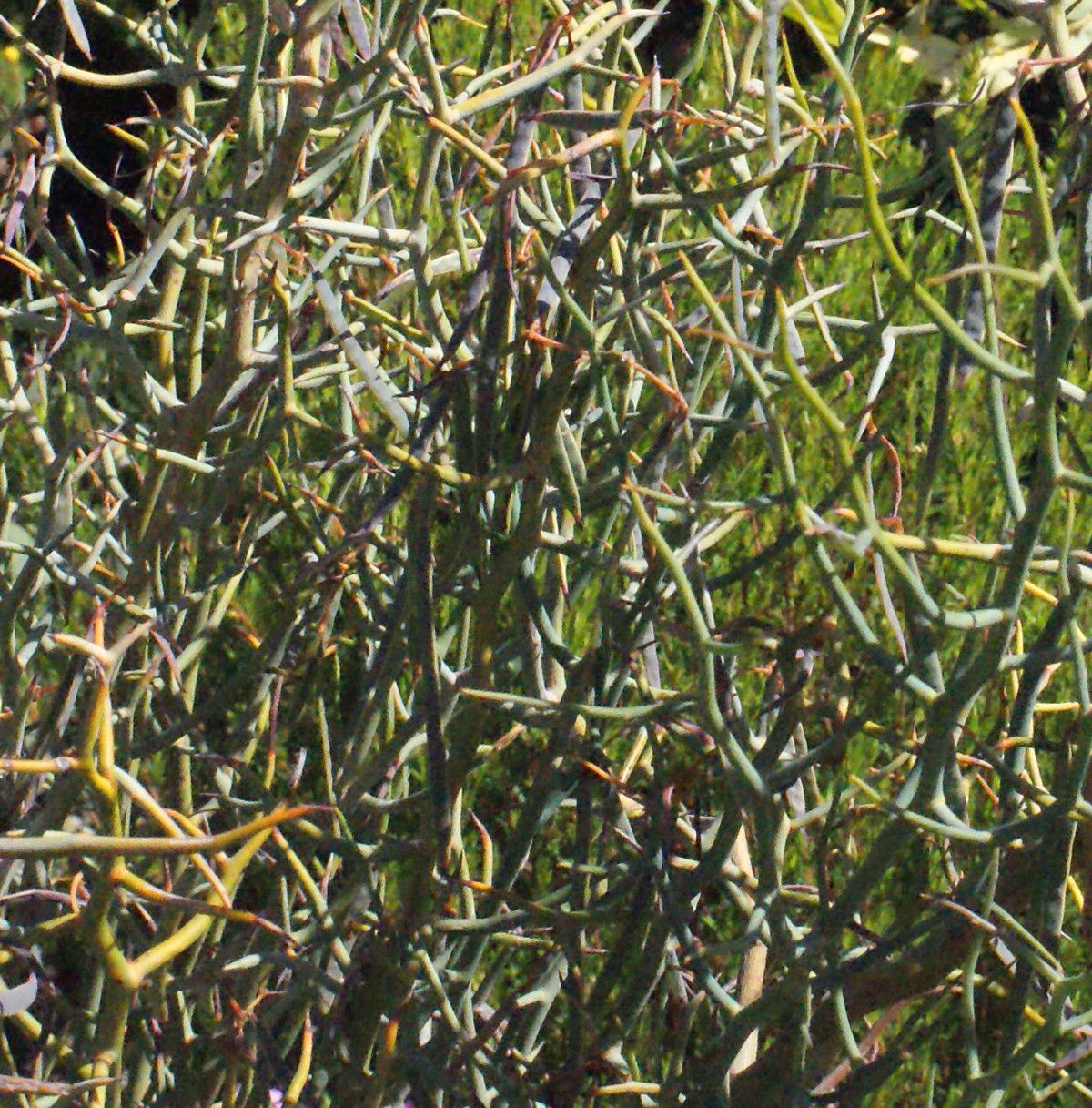 Acacia aphylla habit