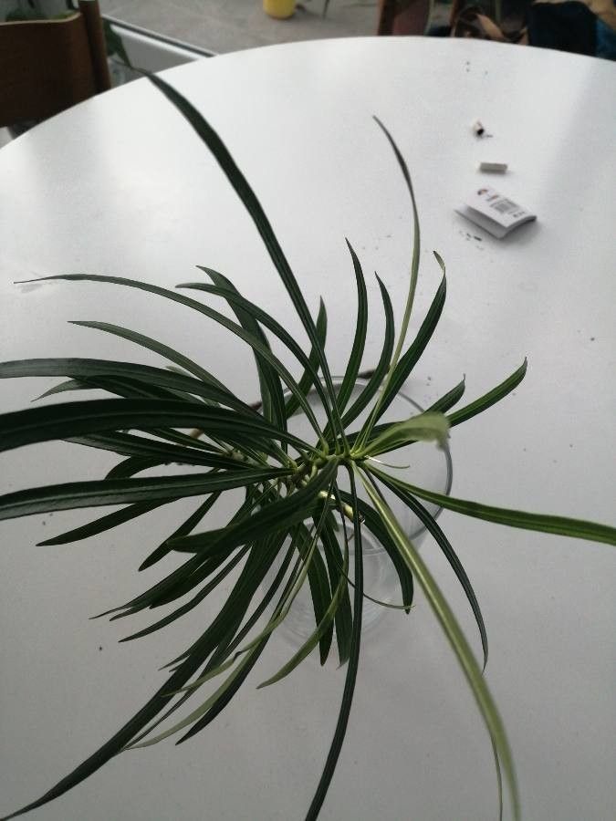 Thevetia peruviana leaf