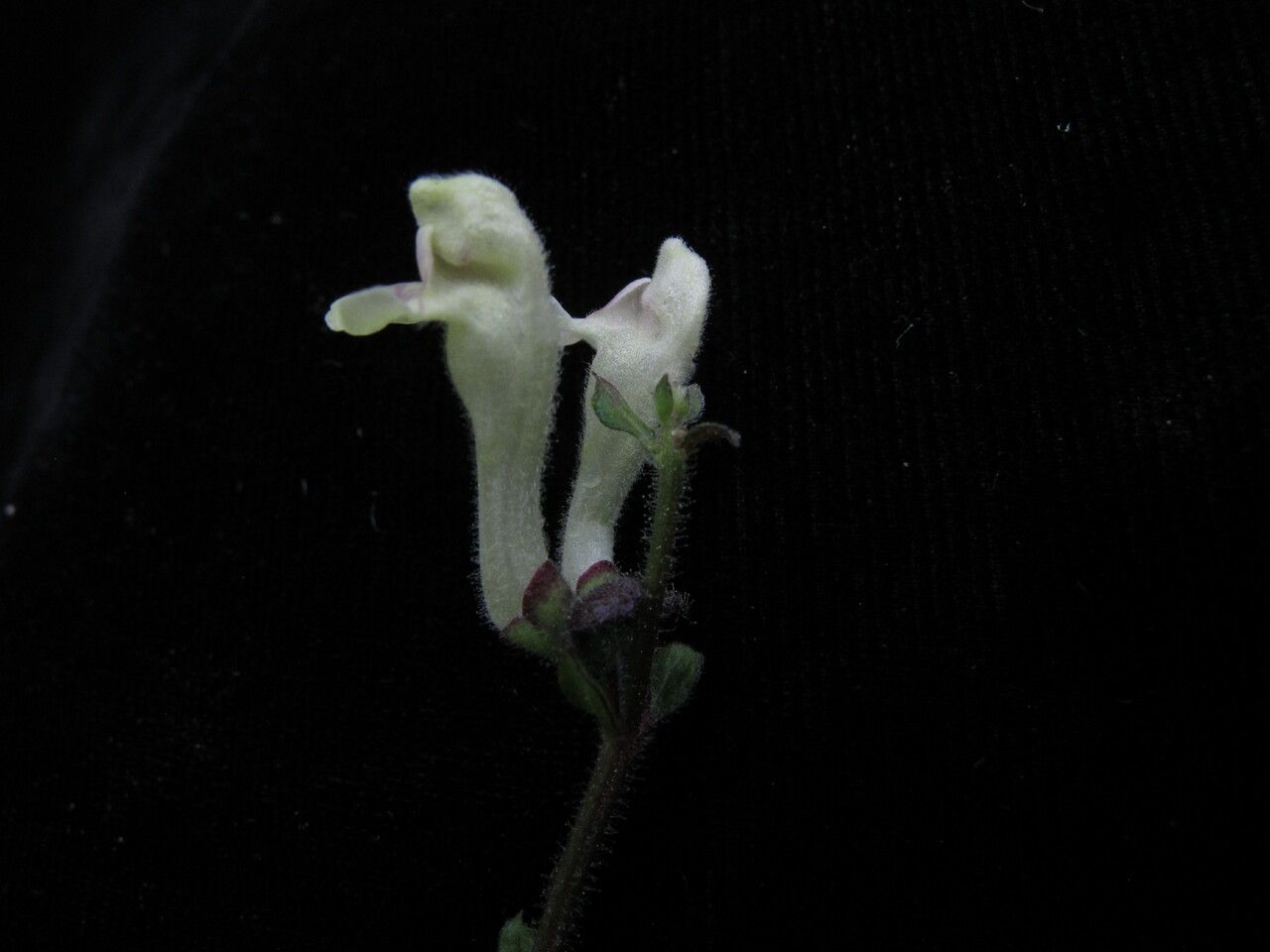Scutellaria grossa habit