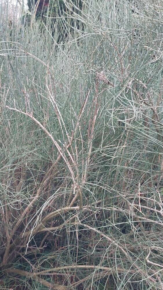 Ephedra nebrodensis — search result for 'Ephedra'