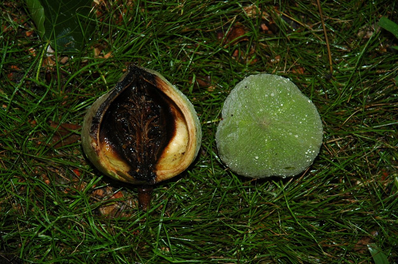 Reutealis trisperma fruit