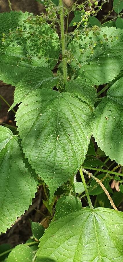 Acalypha racemosa leaf