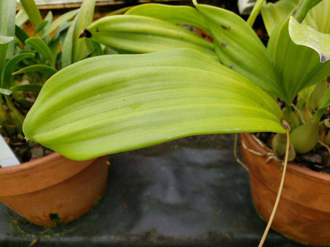 Coelogyne imbricata — houseplant care guide